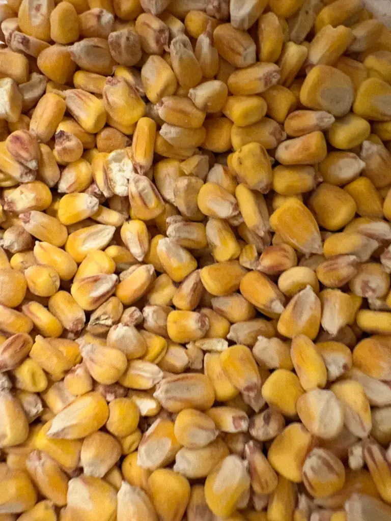 Trockenmais (1kg)