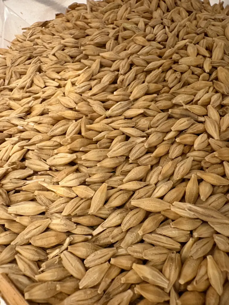 Gerste (1kg)